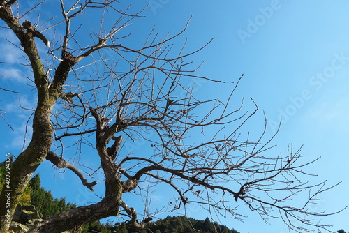 冬の青空の下、落葉した木
