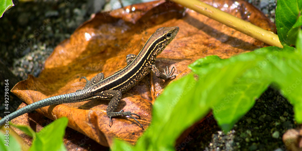 Obraz premium Four-striped Whiptail Lizard, Ameiva quadrilineata, Tropical Rainforest, Corcovado National Park, Osa Conservation Area, Osa Peninsula, Costa Rica, Central America, America