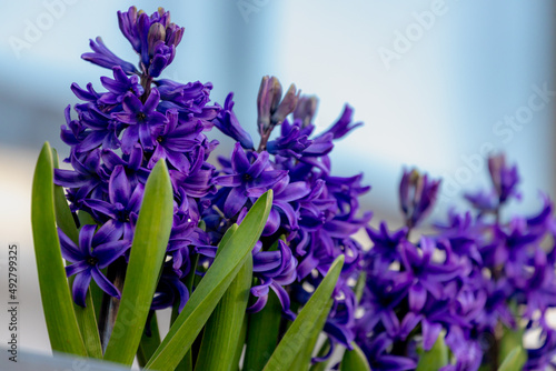 Selective focus of deep blue hyacinth flower  Hyacinthus is a small genus of bulbous spring-blooming perennials  Fragrant flowering plants in the family Asparagaceae  Nature floral background.