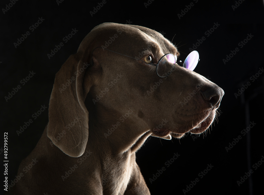 Portrait of a Weimaraner with eyeglasses