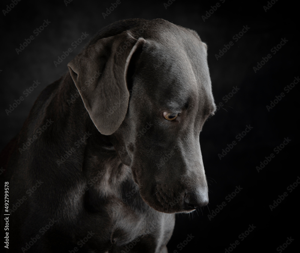 Portraits heads of Weimaraner dogs
