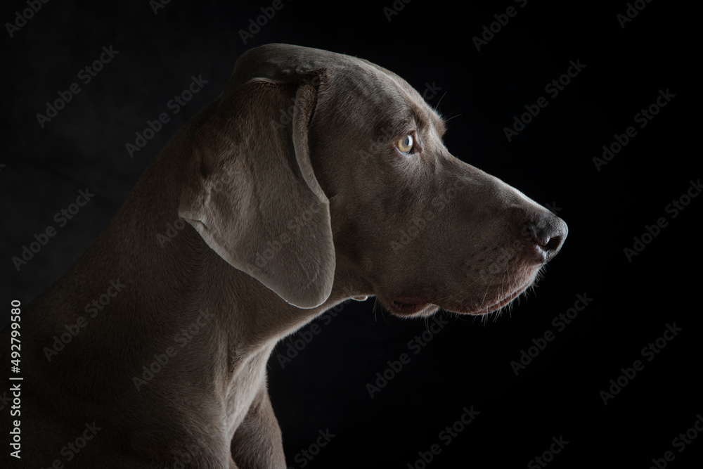 Portraits heads of Weimaraner dogs Portraits heads of Weimaraner dogs