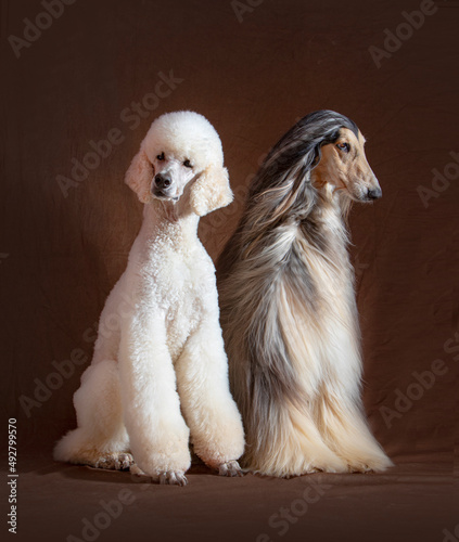 Afghan hound dog and Giant Poodle