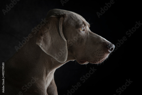Portraits heads of Weimaraner dogs © monica
