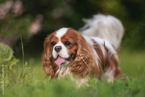 Canvastavla Cute cavalier king charles spaniel dog running through the green grass against t