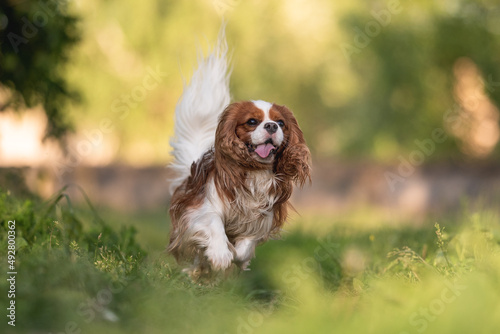 Fotografía Cute cavalier king charles spaniel dog running through the green grass against t