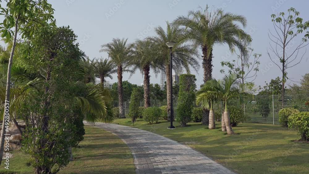 Palm trees grow along a curved path in a city park. Palm trees grow along a curved path in a city park.