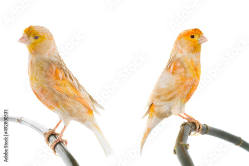 two canary isolated