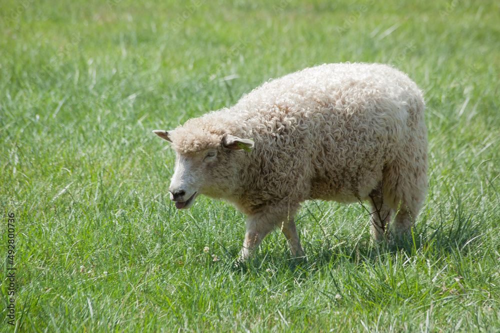 Sheep with wool outdoors