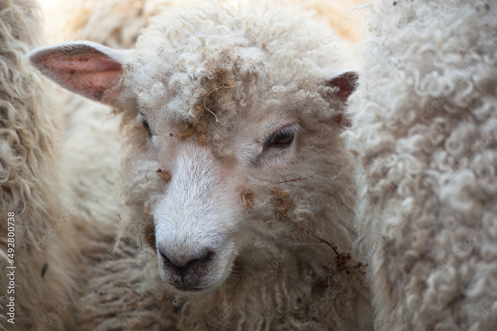 Naklejka premium Sheep with wool outdoors