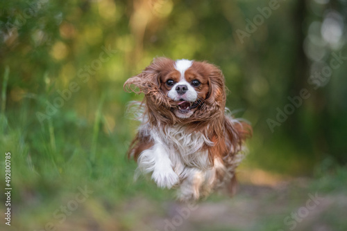 Cute cavalier king charles spaniel dog running through the green grass against the background of the spring forest