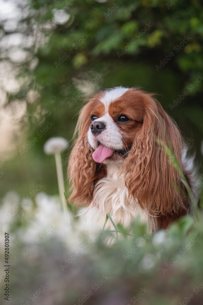 Cute cavalier king charles spaniel dog among white flowers