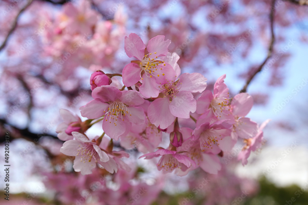 Naklejka premium 河津桜