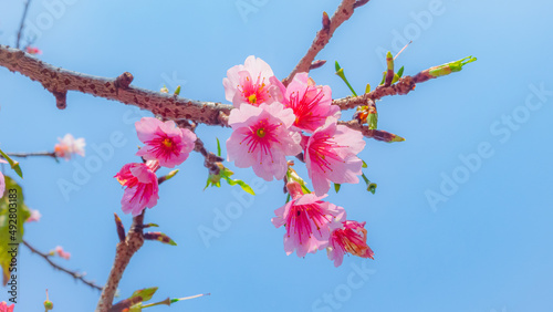 pink cherry blossom photo