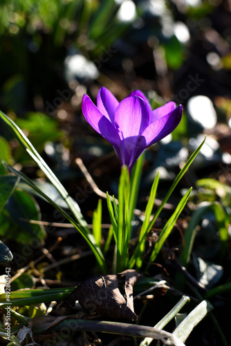 purple crocus flower
