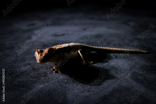 crestedgecko © 拓馬 小野