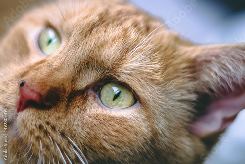 close up portrait of a cat