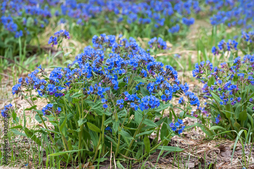 lungwort wild flowers blue spring photo
