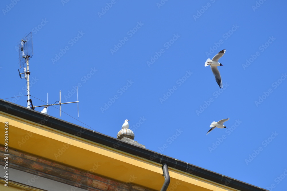 The seagulls of Cesenatico, a tourist resort in Romagna on the coast of the Adriatic sea, very famous for its canal port.