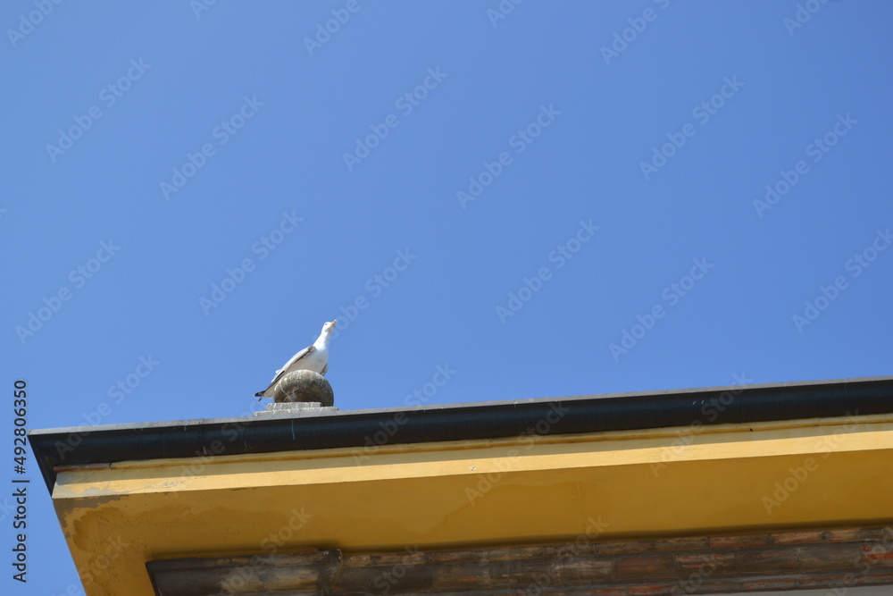 The seagulls of Cesenatico, a tourist resort in Romagna on the coast of the Adriatic sea, very famous for its canal port. The seagulls of Cesenatico, a tourist resort in Romagna on the coast of the Adriatic sea, very famous for its canal port.