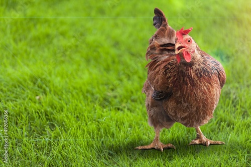 A brown hen out in the field looking at the camera