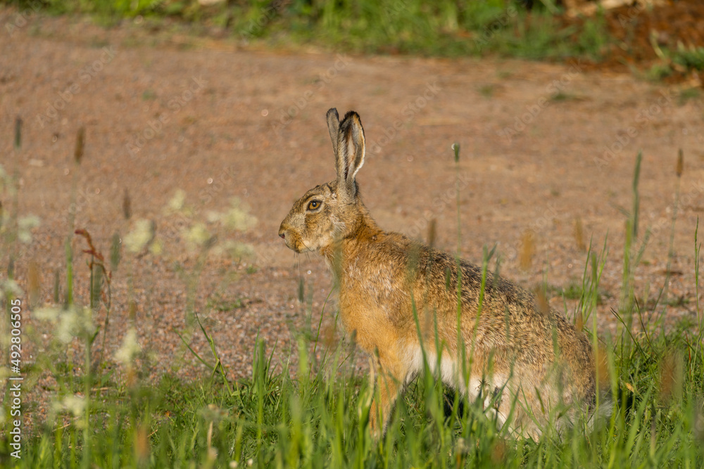 Portrait of a wild Brown hare, or European hare, Lepus europaeus, sitting in a grassy field. Portrait of a wild Brown hare, or European hare, Lepus europaeus, sitting in a grassy field.