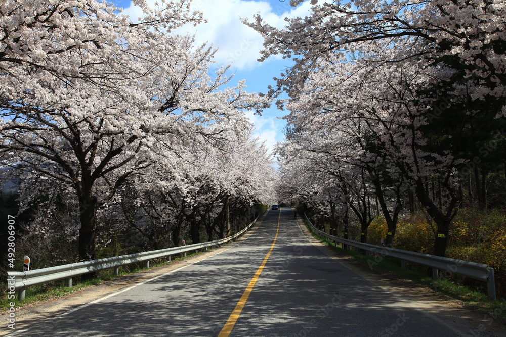 Fototapeta premium Cherry Blossom