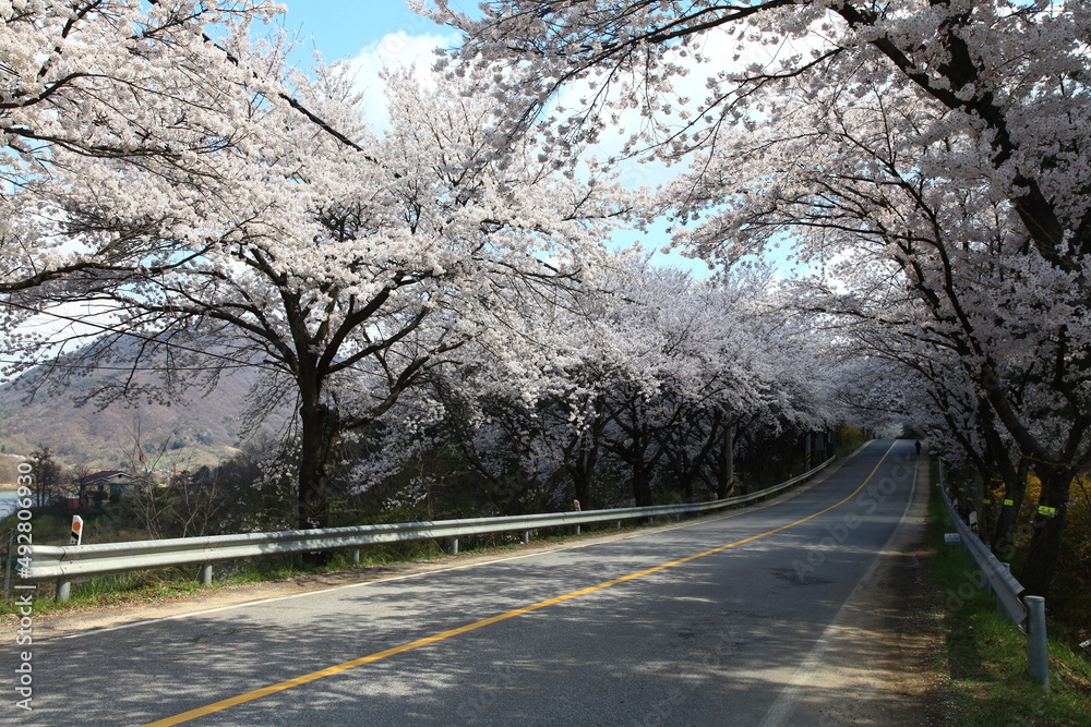 Fototapeta premium Cherry Blossom
