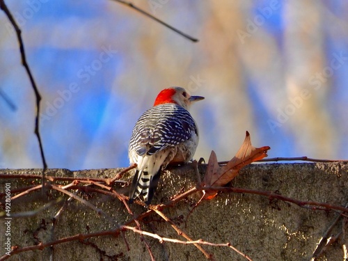 Red bellied woodpecker
