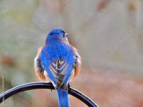Eastern Blue Bird
