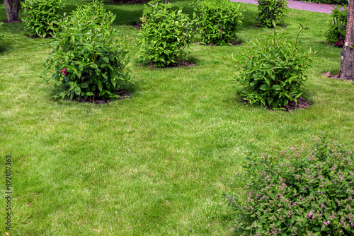 green deciduous bushes in backyard garden bed, park landscaping with mulching plants with turf meadow lawn with copy space on parkland, nobody.