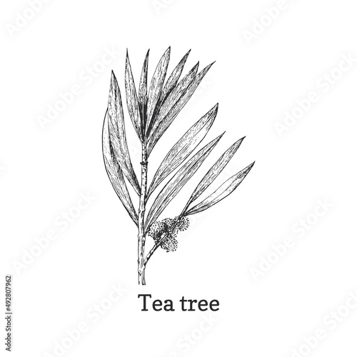 Tea tree, sketch in vector. Melaleuca, pharm plant