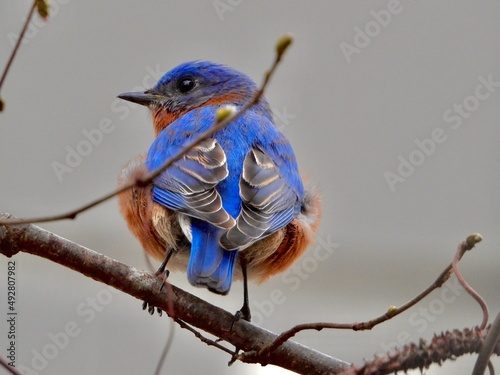 Eastern Blue Bird
