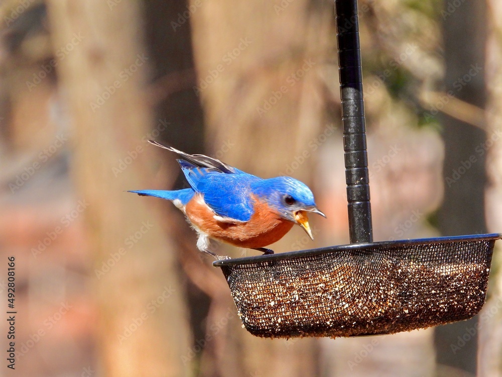 Naklejka premium Blue Bird 