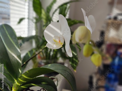 Colorful pink and white Orchid flower blooming on the window in house. Slovakia photo