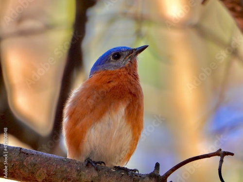Eastern Blue Bird
