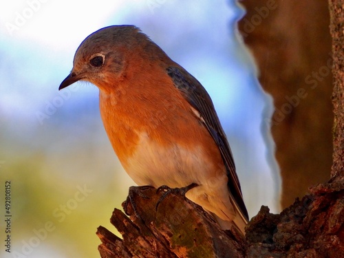 Eastern Blue Bird
