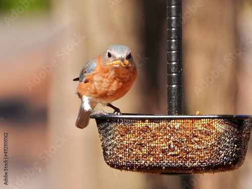 Eastern Blue Bird
