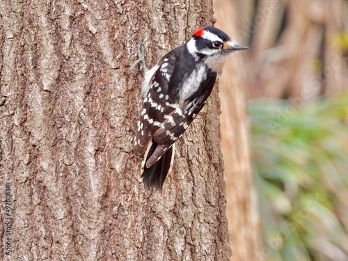 Downy Woodpecker 