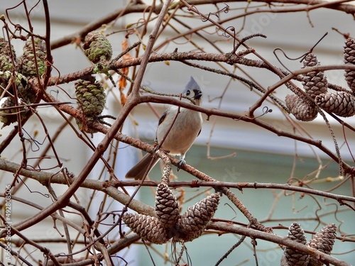 Tufted Titmouse