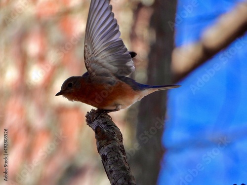 Eastern Blue Bird 