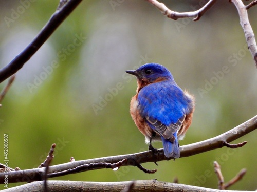 Eastern Blue Bird 