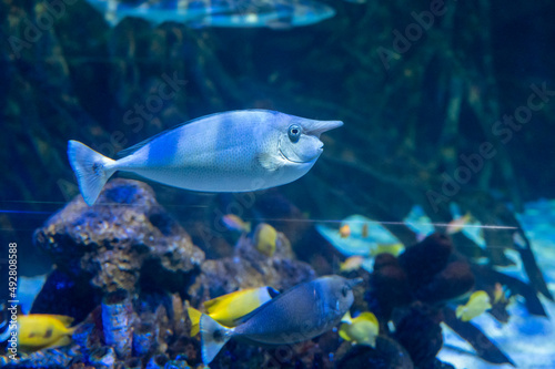 Sea aquarium with salt water and differenet colorful coral reef fish © barmalini