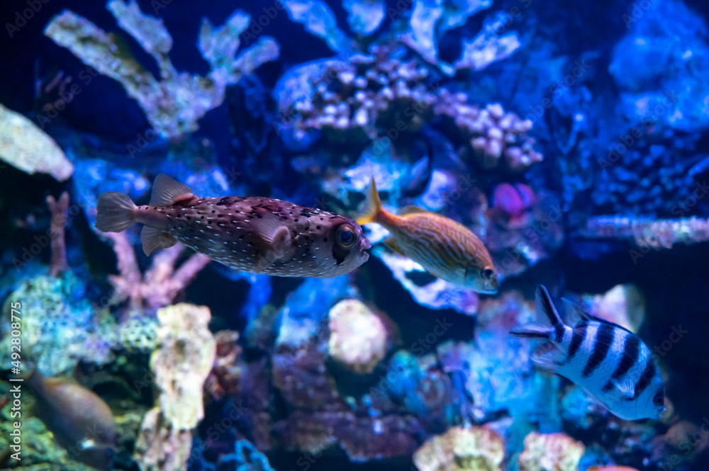 Fototapeta premium Sea aquarium with salt water and differenet colorful coral reef fish