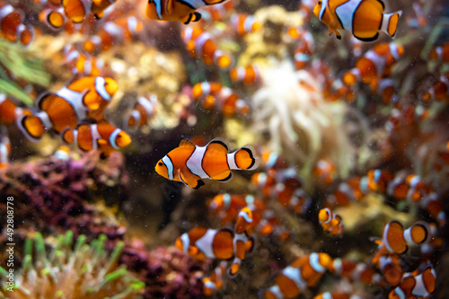 Sea aquarium with salt water and differenet colorful coral reef fish, Amphiprioninae Clownfish photo