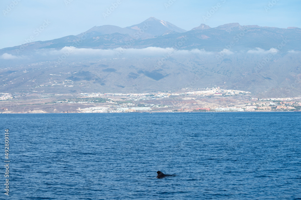 Whales watching from boat, spotted family of whales near coast of Tenerife, Canary islands, Spain