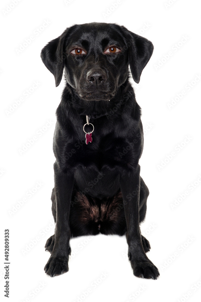 therianthrope labrador retriever dog with human eyes therianthrope labrador retriever dog with human eyes