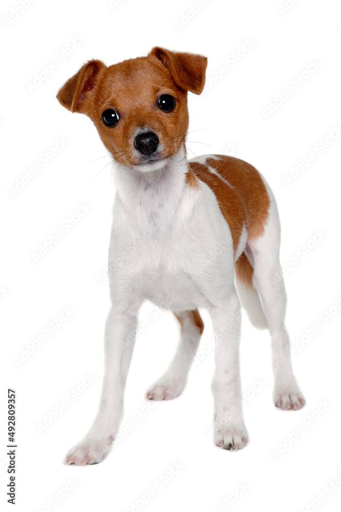 Happy Jack Russell-terrier dog