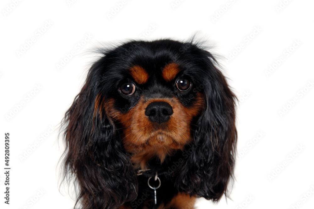Cavalier King Charles Spaniel face isolatet Cavalier King Charles Spaniel face isolatet
