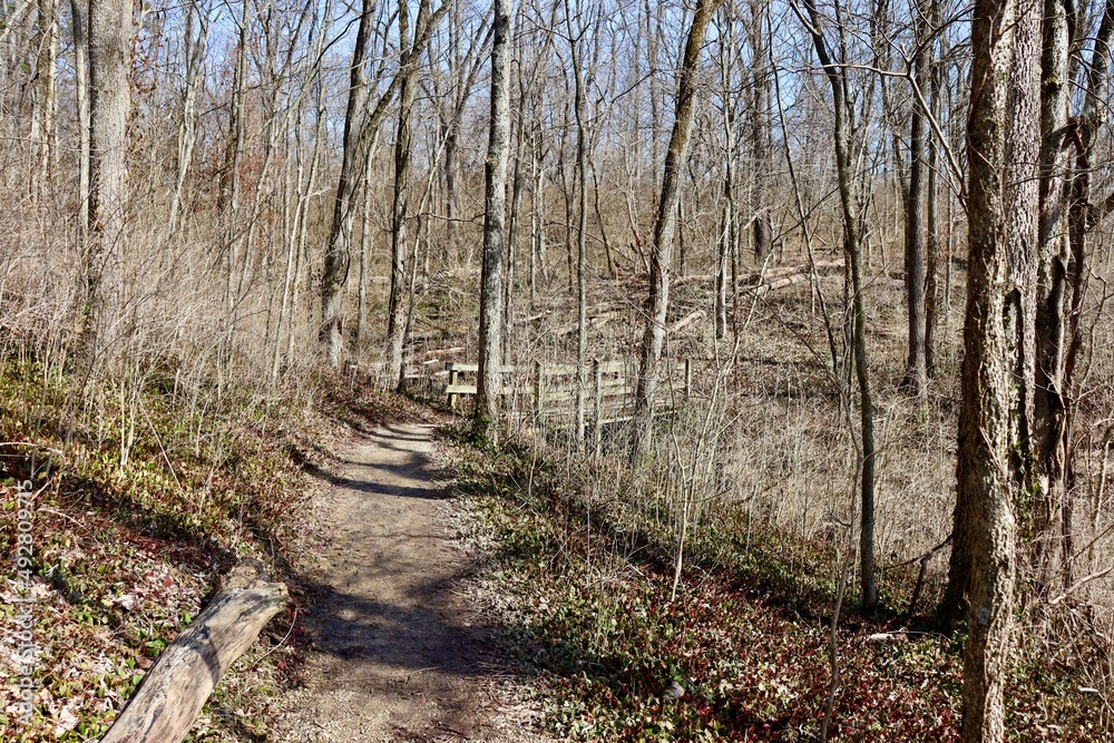 The empty trail in the winter forest on a sunny day. The empty trail in the winter forest on a sunny day.